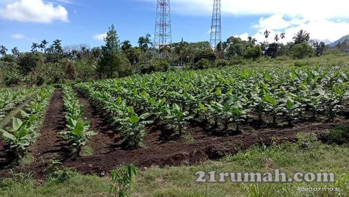 Viral Tanah 100 M Hanya 45 Juta, Bonus 15 Pohon Pisang dan Vanili
