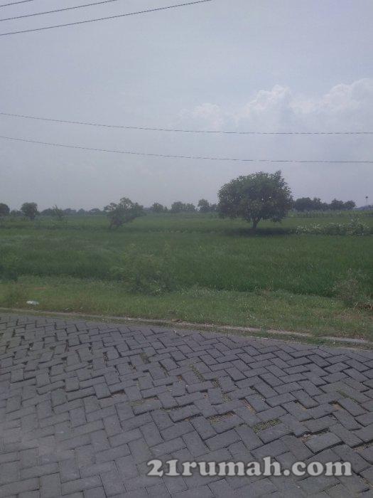 Jual tanah sawah 0 jalan luas 22500 M2 SHM langsung owner