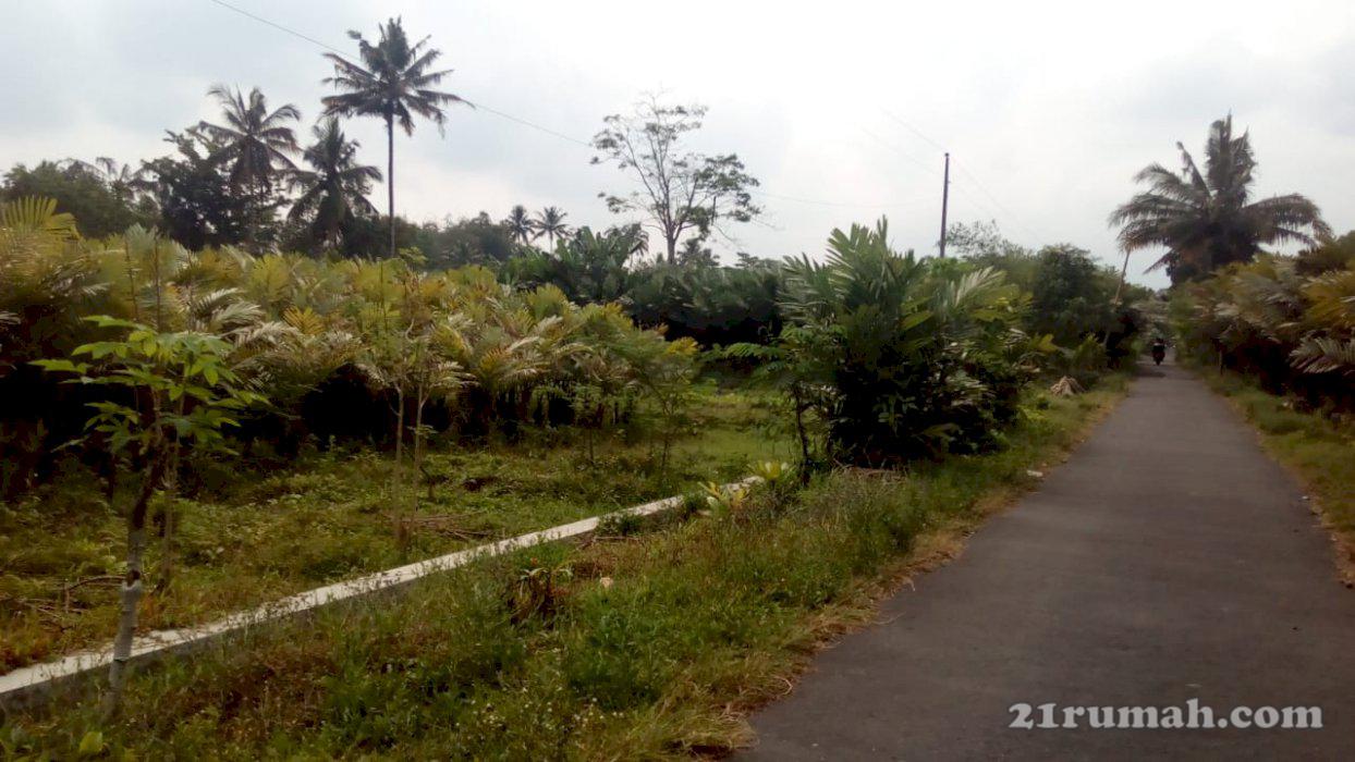 Dijual Tanah di Tepi Jalan Aspal di Dusun Ngentak Bangunkerto Turi Sleman