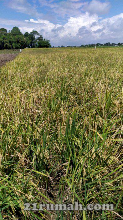 Tanah jn ke bandara blimbingsari banyuwangi