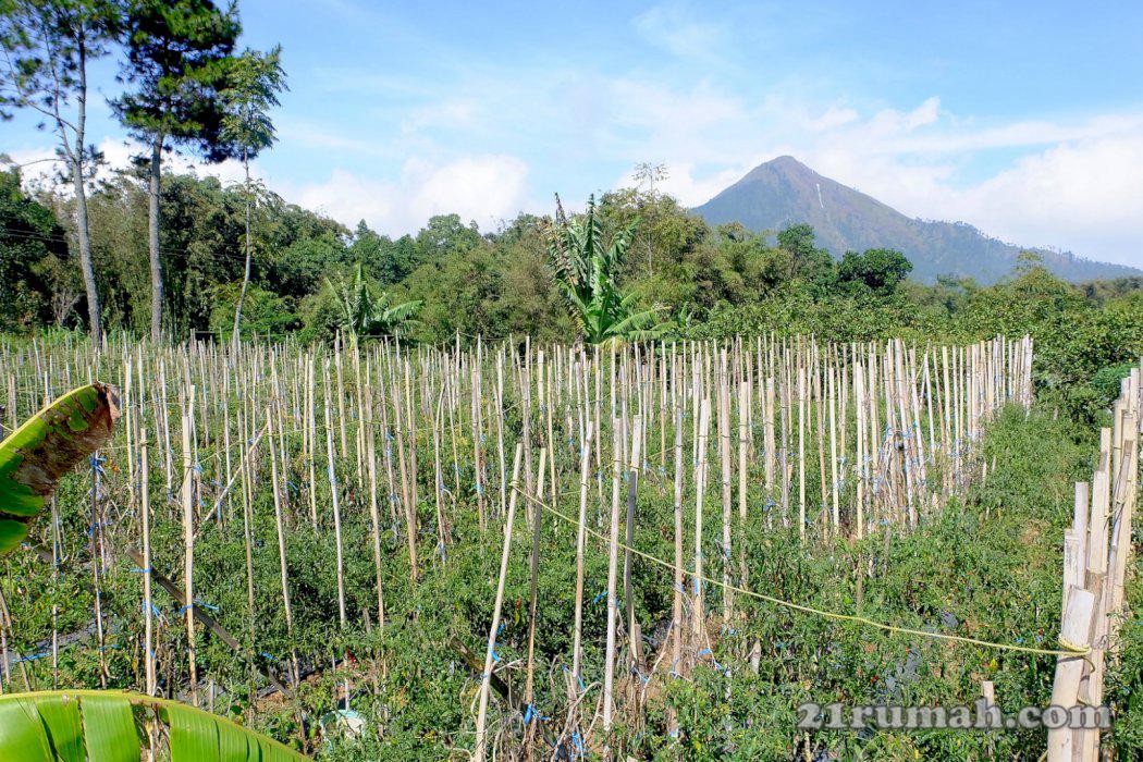 Tanah di area wisata murah