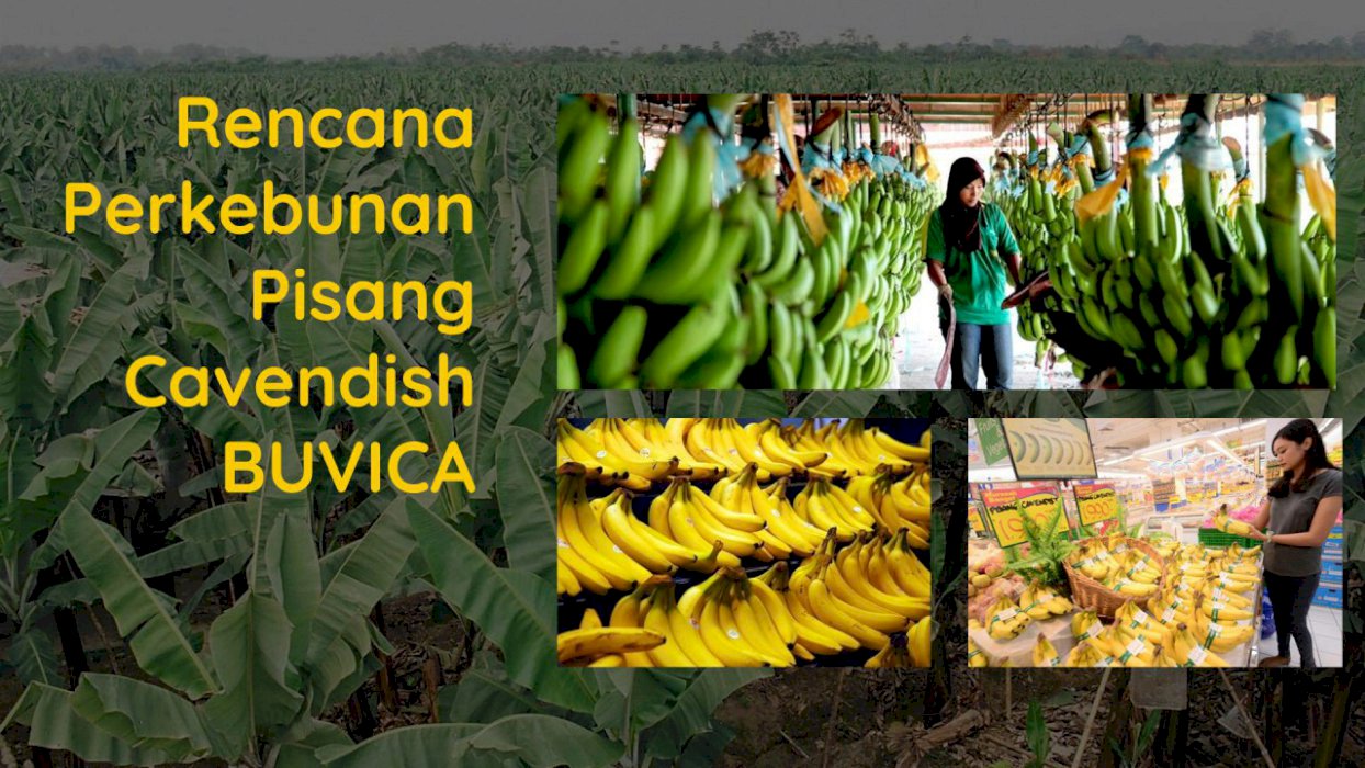 DIJUAL KAVLING KEBUN PISANG CAVENDISH MURAH