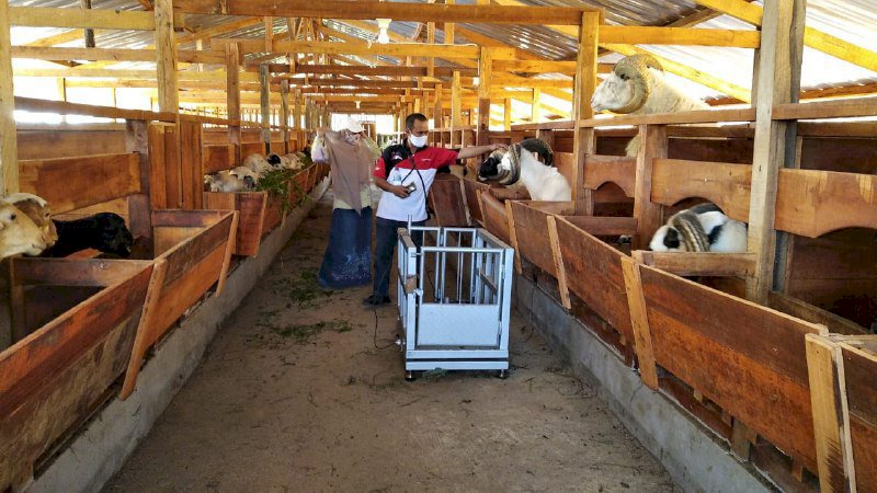 SEGERA MILIKI! BELI KAVLING BONUS 15 EKOR DOMBA