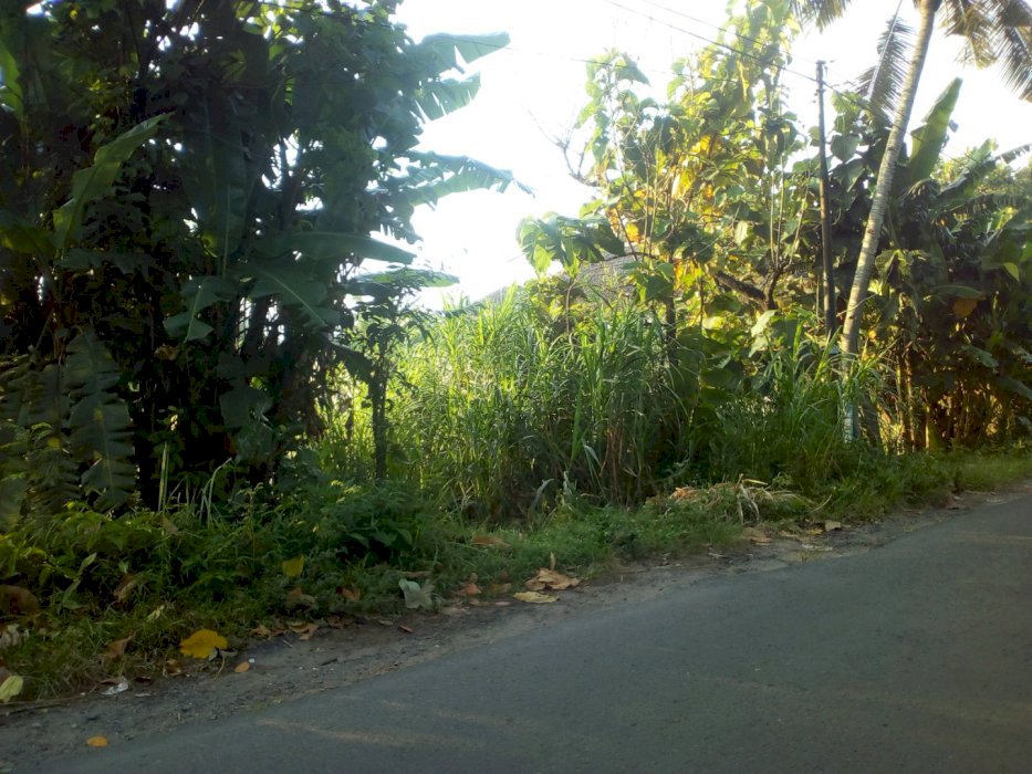SHM sawah Mangku jalan Papasan Potorono Bantul
