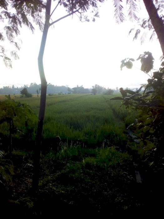 Tanah SHM Zona kuning JL. Karanggayam Bantul