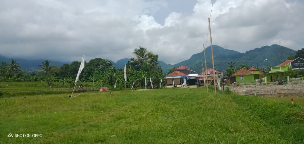 Investasi Tanah Kavling Kebun Kelengkeng dan Jambu Kristal Bogor