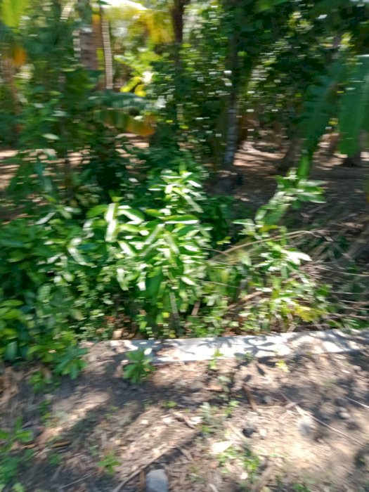 Tanah dijual cocok utk usaha