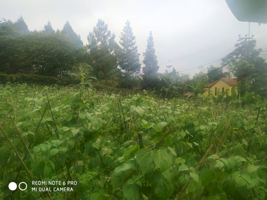 Investasi Tanah Villa Murah di Wisata MegamendungPuncak Bogor