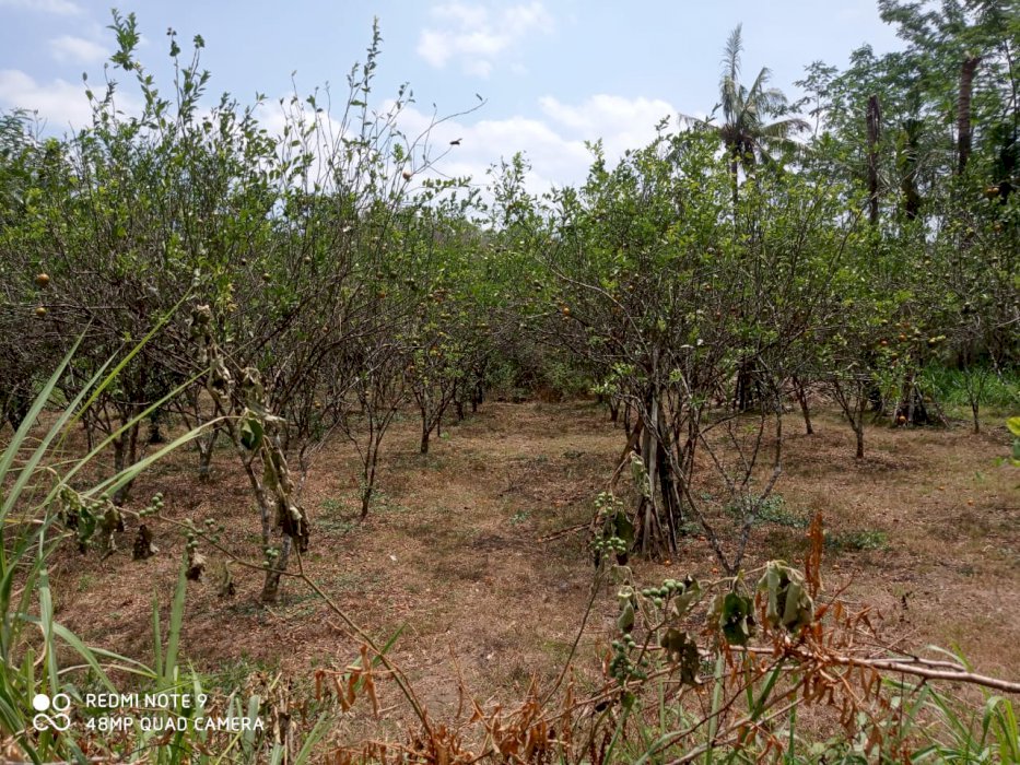 Tanah Kebun buah jeruk Rejotangan Tulungagung