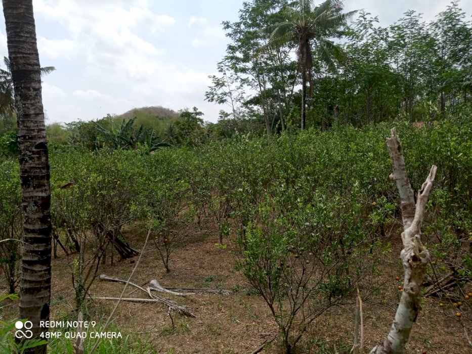 Tanah Kebun buah Jeruk Prosepek Produksi bagus