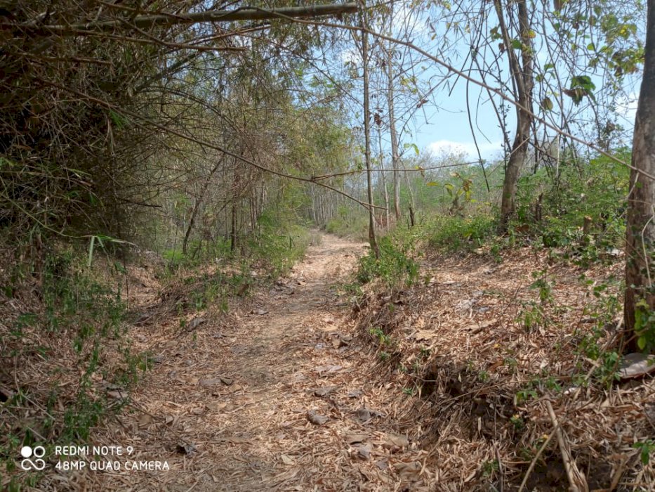 tanah tanaman produktif ohon sengon dan buah jeruk