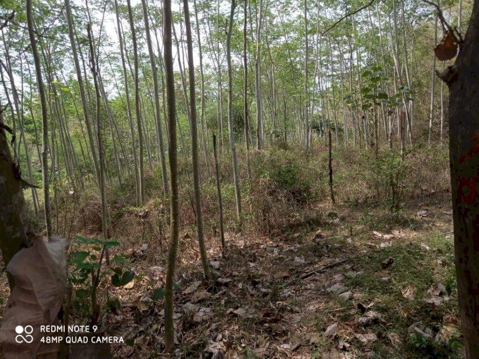 Tanah tanaman buah jeruk Prospek tinggi