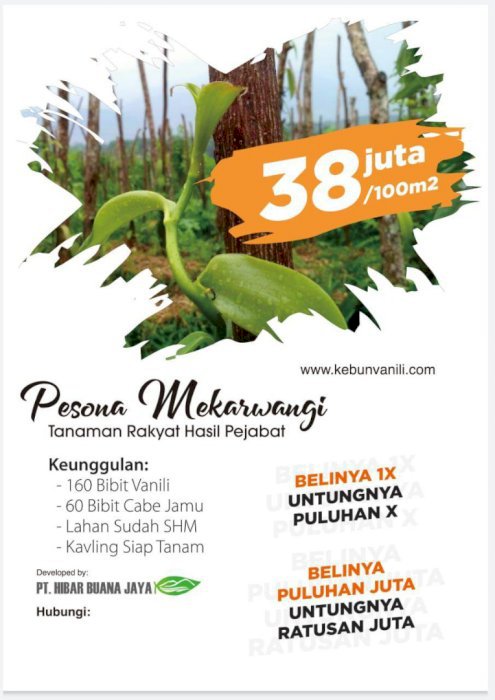 Investasi Lahan Kavling Agrobisnis Kebun Vanilli dan Cabe Jamu PERTAMA