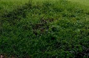 Tanah Bentuk Hook Selat Golf Citraland