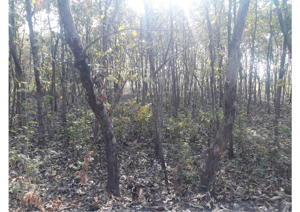 Tanah 3000 m2 dengan ratusan pohon jati