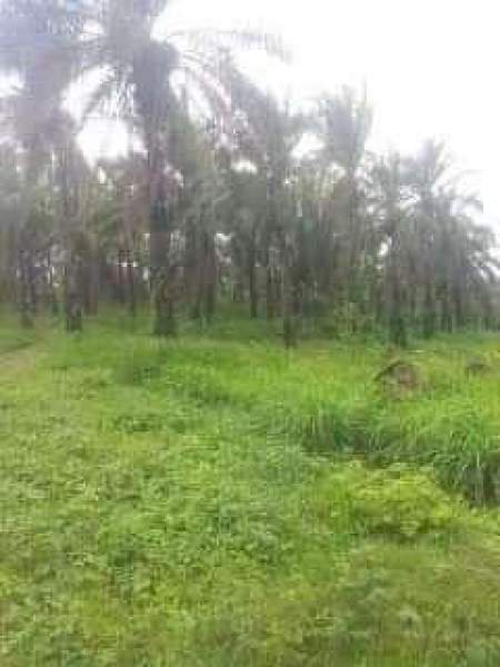 Tanah cocok untuk investasi