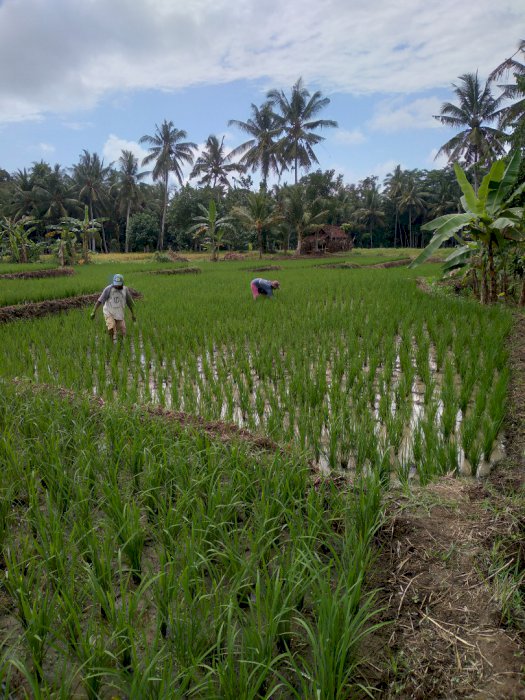 DIJUAL SAMPAI DEAL, SAWAH DAN KEBUN