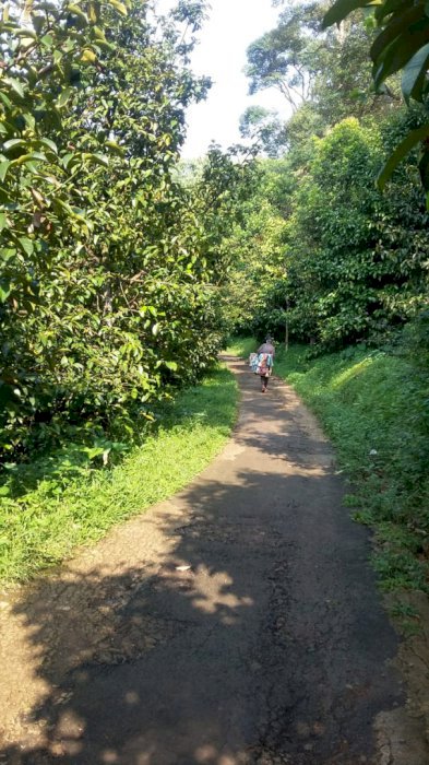 Dijual lahan buah-buahan !!!! Lokasi di Leuwi Liang - Bogor