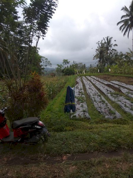 tanah di payangan dekat ubud, cocok villa