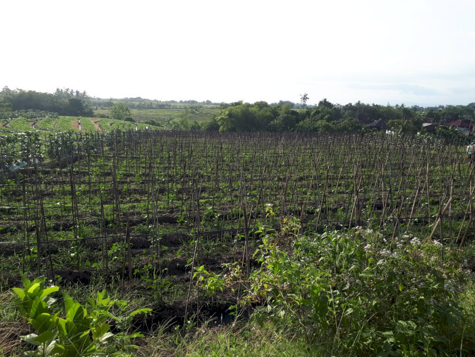 Tanah Murah cocok investasi dekat Soori Bali Kelating