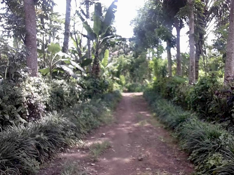 DIJUAL TANAH MURAH DI BANYUWANGI