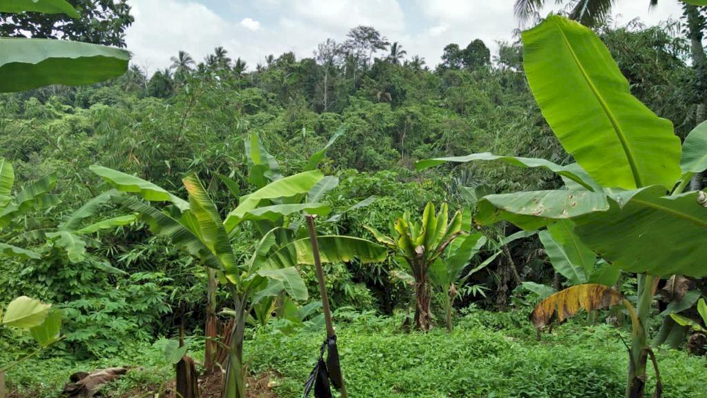 TANAH PREMIUM LOS SUNGAI DI UBUD  BALI