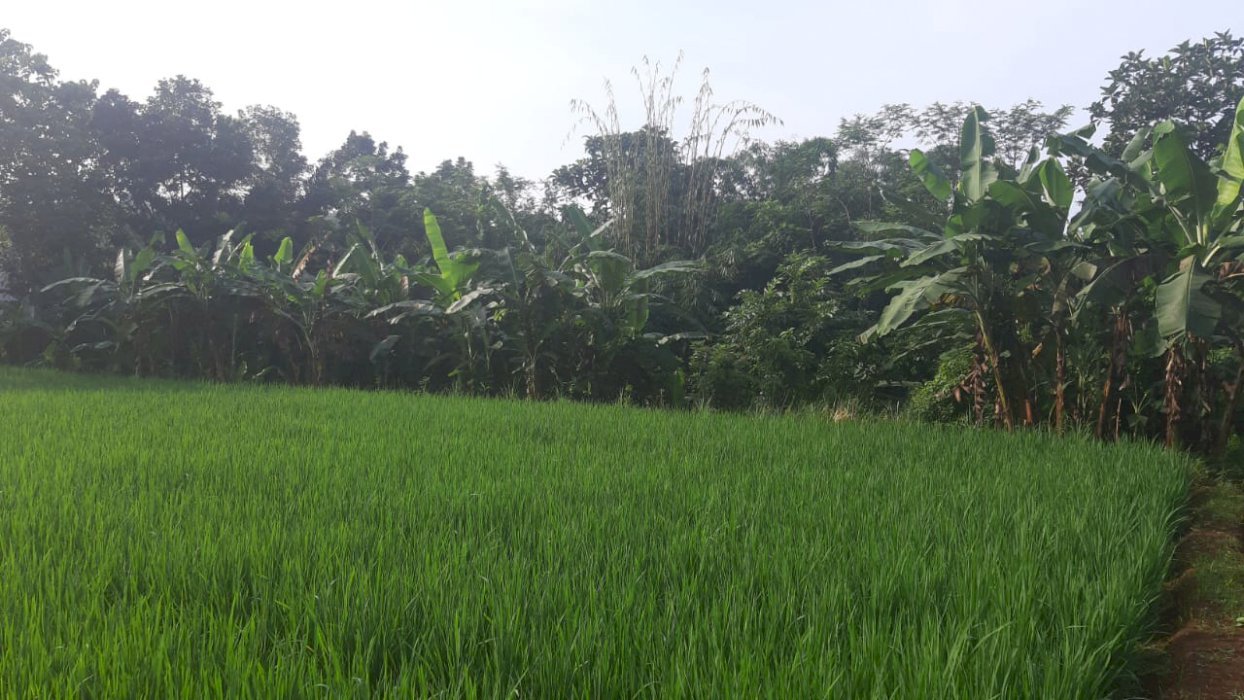 Jual BU tanpa perantara tanah kebun produktif dekat perkampungan