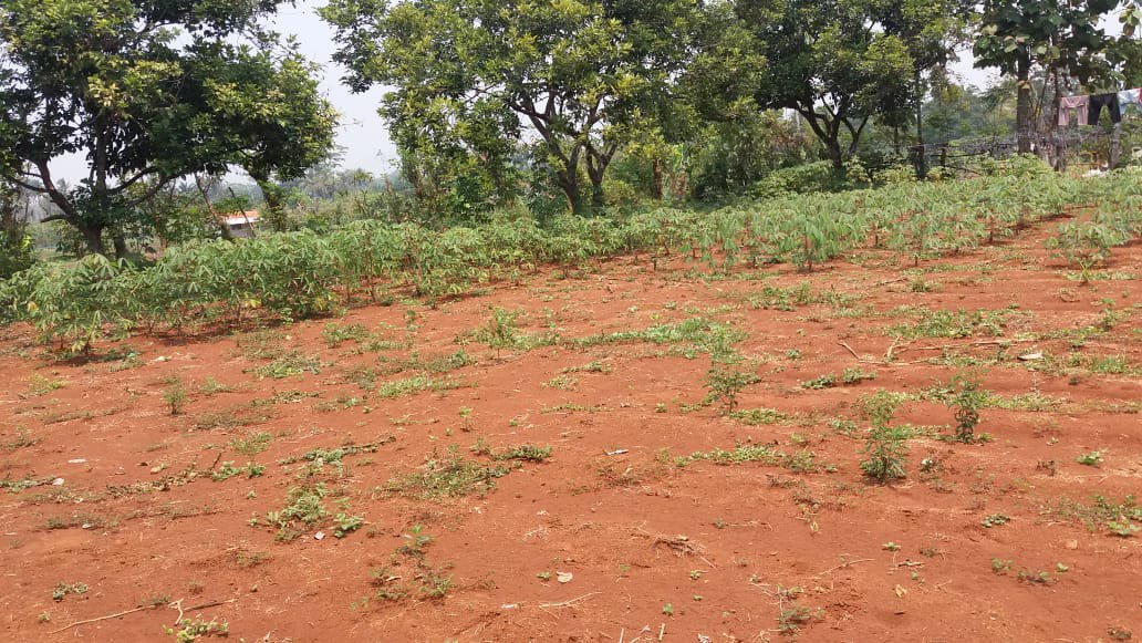 Jual tanah 1000 meter di cibogo ciseeng bogor