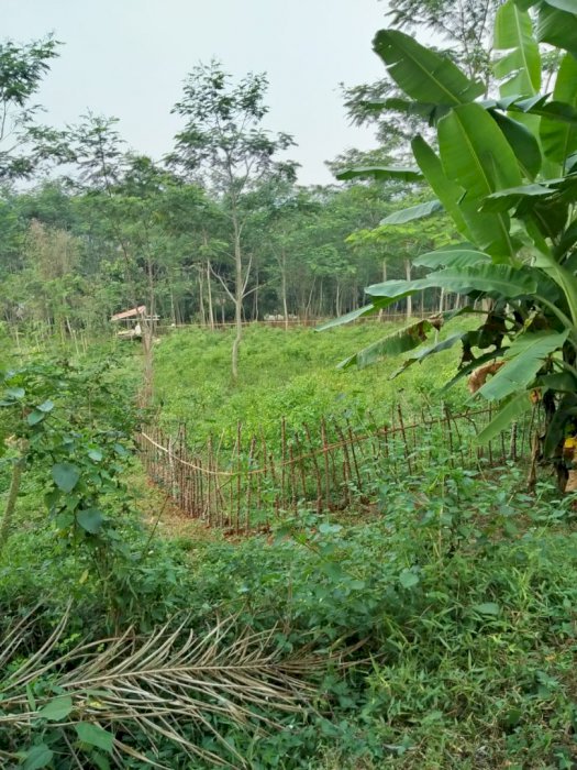 Dijual tanah di Cianjur Puncak Taman Bunga