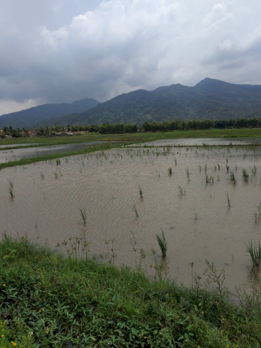 Jual tanah sawah dusun setro jambu ambarawa