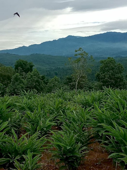 Tanah Harga Covid dibawah NJOP