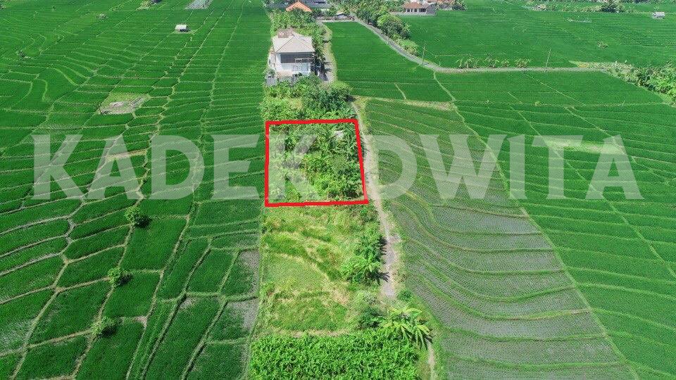 Tanah view sawah umalalang cemagi