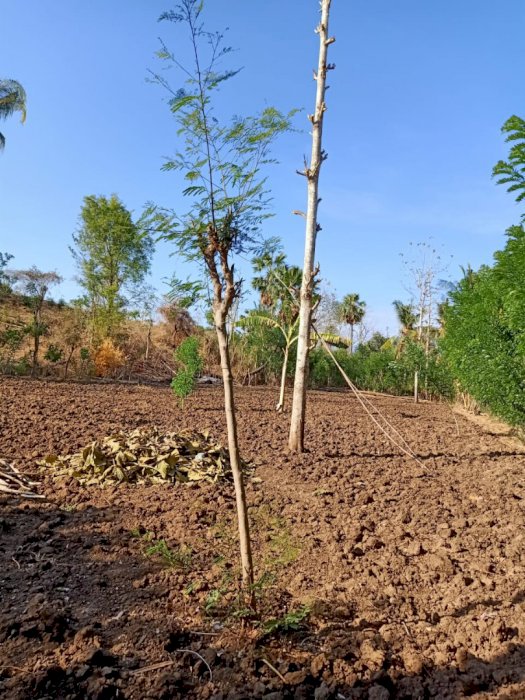 Dijual tanah 70 are.