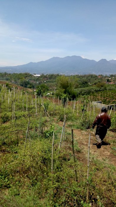 tanah kebun produktif