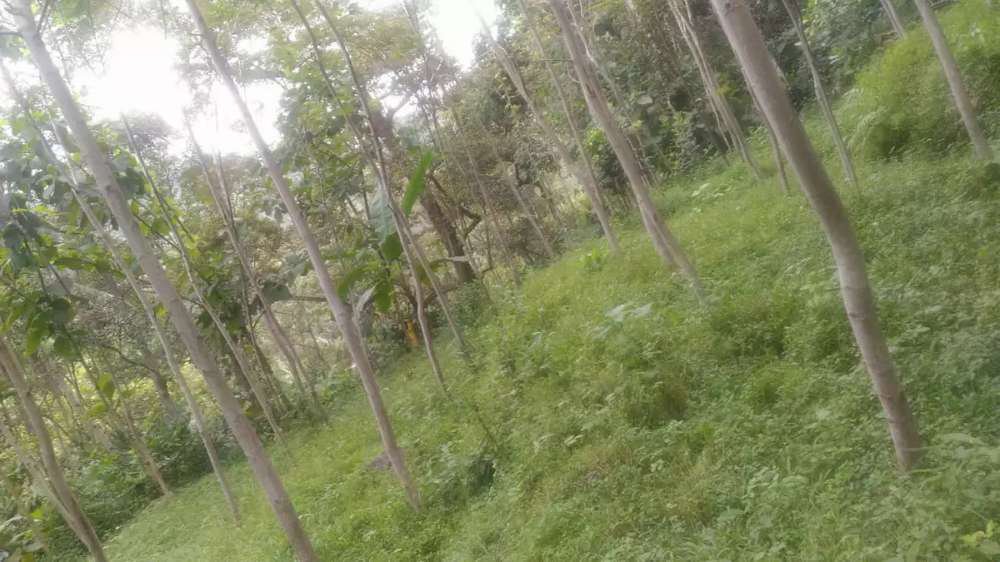Dijual tanah kebun pohon sengon dan jati di kab semarang,siap panen