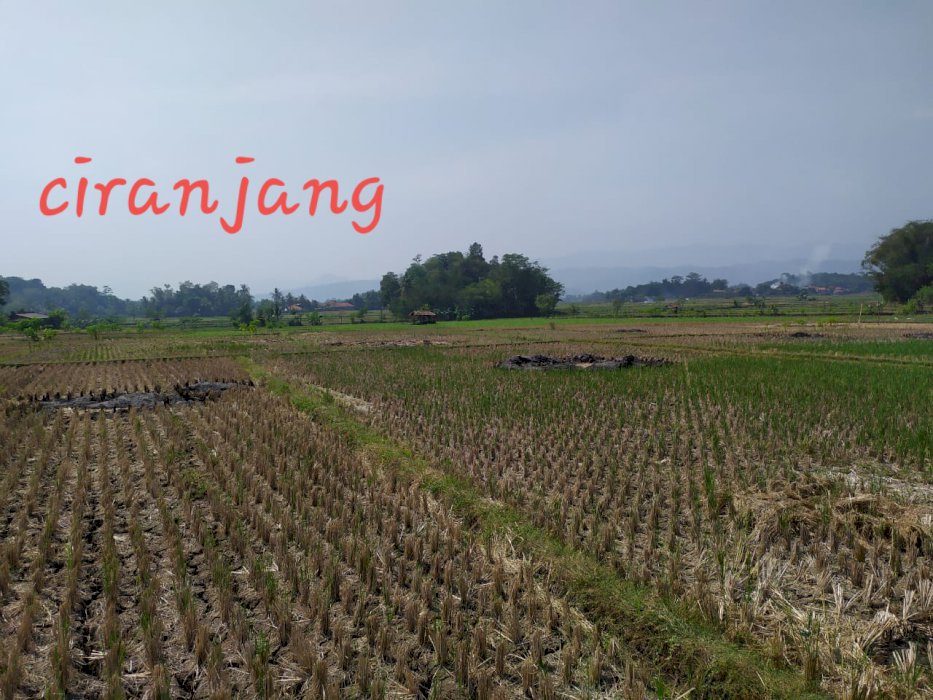Tanah Produktif Di Nanggala BojongPicung Ciranjang Cianjur