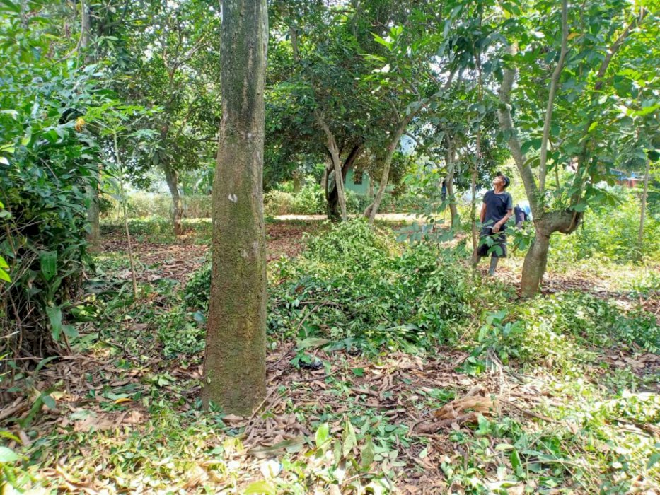 Tanah datar cocok untuk tempat tinggal di.,,