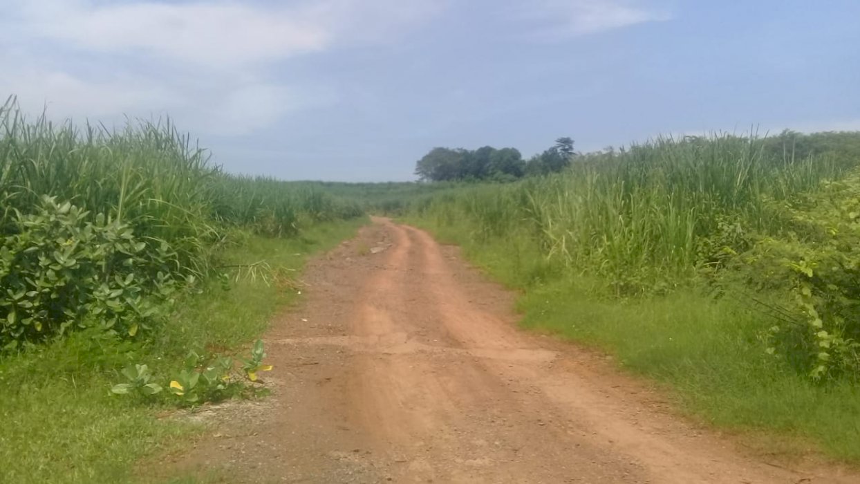 Lahan industri di Gringsing Kabupaten Batang Jawa Tengah