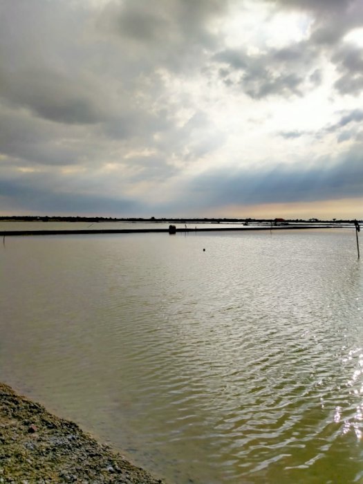 Dijual Tambak Ikan & Garam Produktif Polagan Sampang Jawa Timur