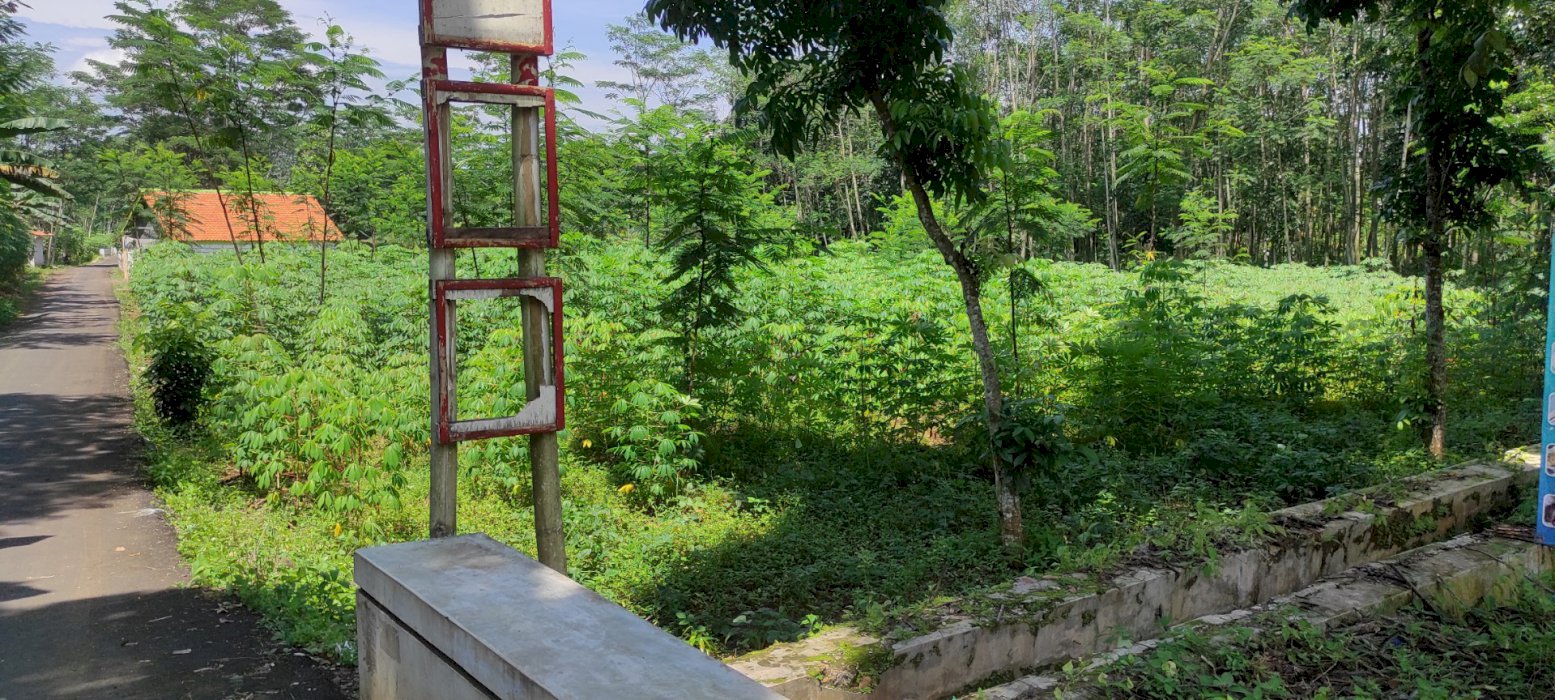 Tanah kuning di tanjung kulon kecamatan Kajen kabupaten pekalongan