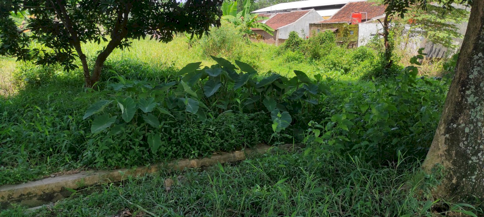 Tanah dijual di jalan raya nyamok Kajen pekalongan