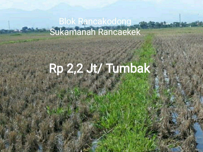 Tanah Sawah Murah Strategis Jalur Rancaekek- Majalaya Sebelah Kanan