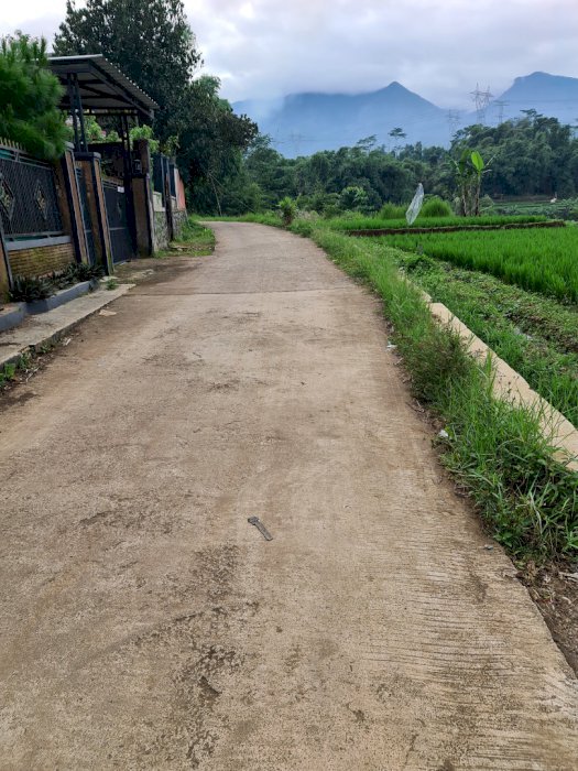 Sawah luas pinggir jalan