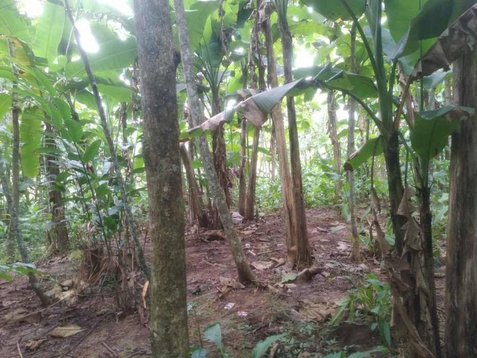 Tanah Kebon Jati di jual