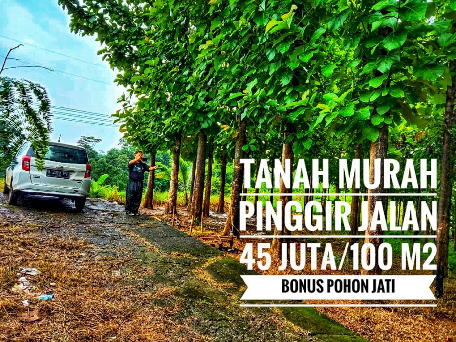 TANAH MURAH PINGGIR JALAN PROPINSI BONUS POHON JATI SIAP PANEN