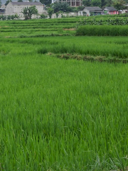Tanah strategis berupa sawah luas pinggir jalan
