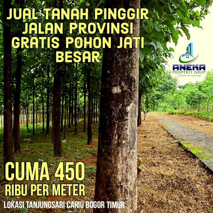 JUAL TANAH PINGGIR JALAN PROPINSI GRATIS POHON JATI BESAR