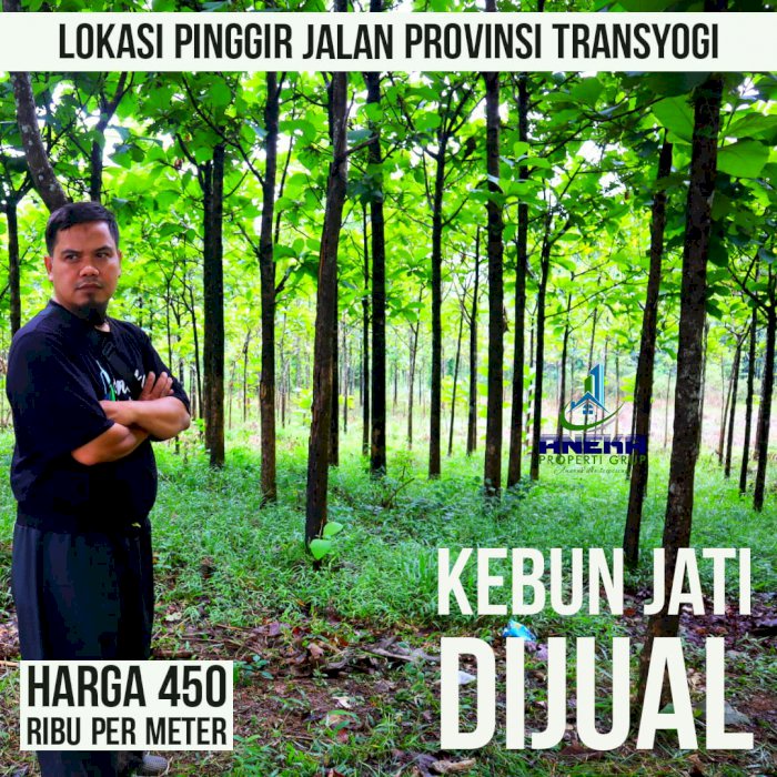 JUAL TANAH DATAR BONUS POHON JATI SIAP PANEN PINGGIR JALAN TRANSYOGI