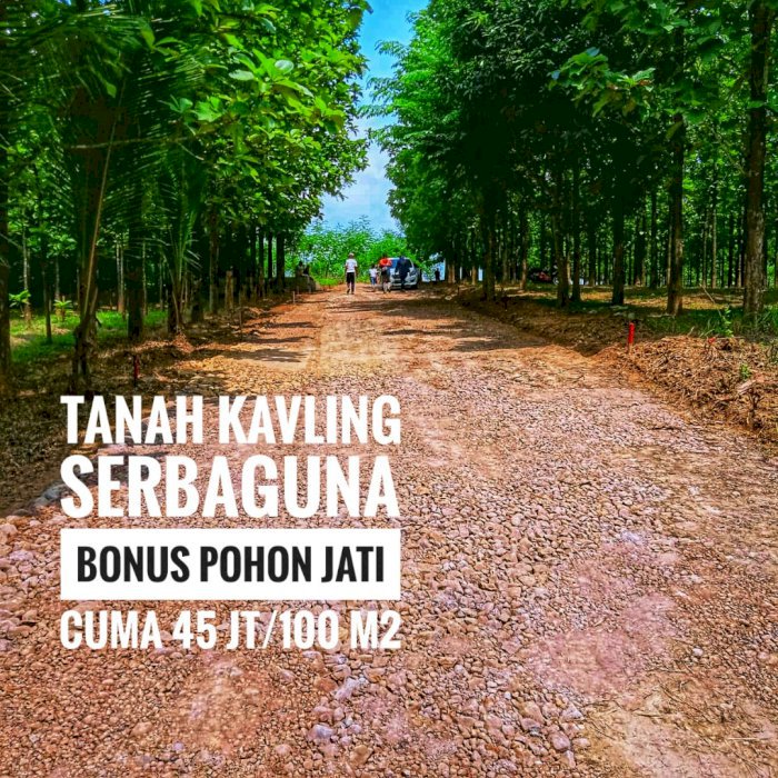 TANAH KAVLING JATI INDAH  PINGGIR JALAN TRANSYOGI GRATIS POHON JATI