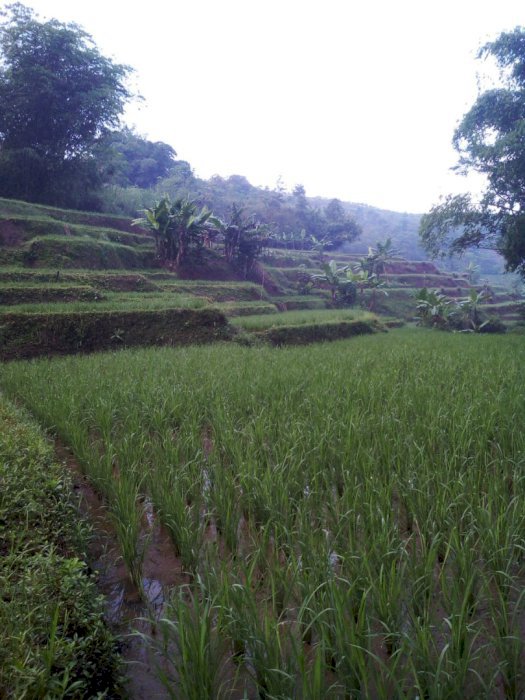Dijual Tanah Sawah di Cikalong Wetan 400 juta Nego